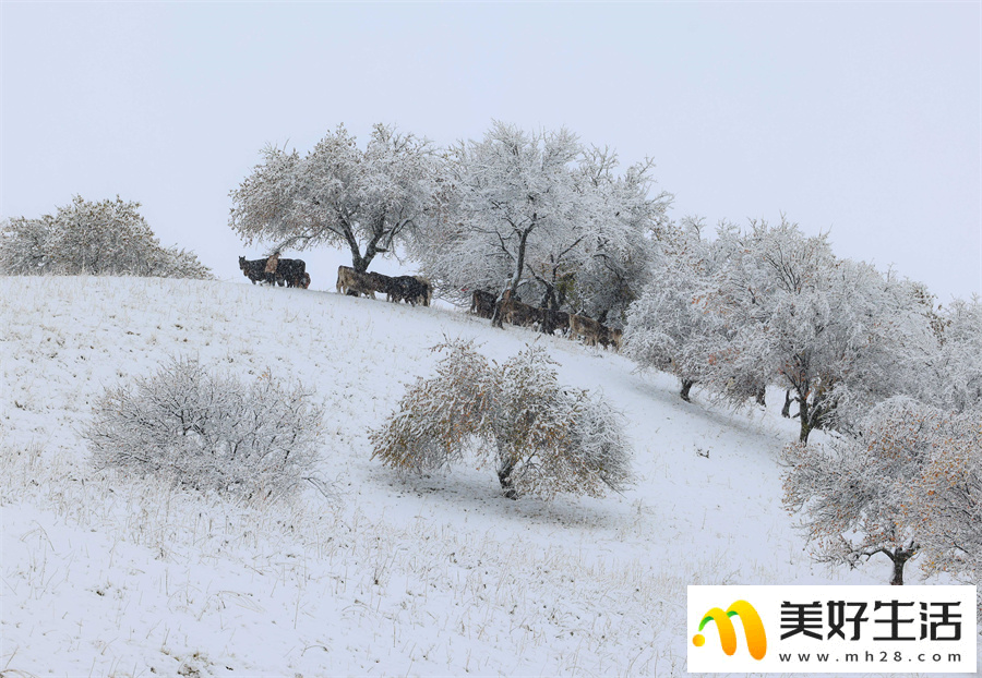 雪落杏花谷 银装素裹山色如幻(图1)