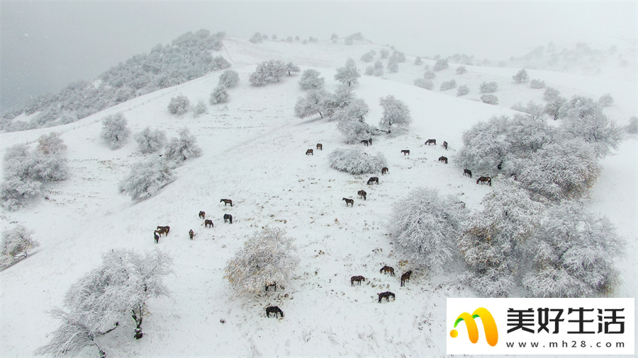 雪落杏花谷 银装素裹山色如幻(图4)