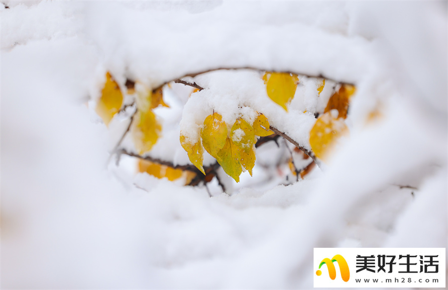 雪落杏花谷 银装素裹山色如幻(图11)