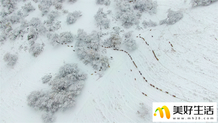 雪落杏花谷 银装素裹山色如幻(图16)