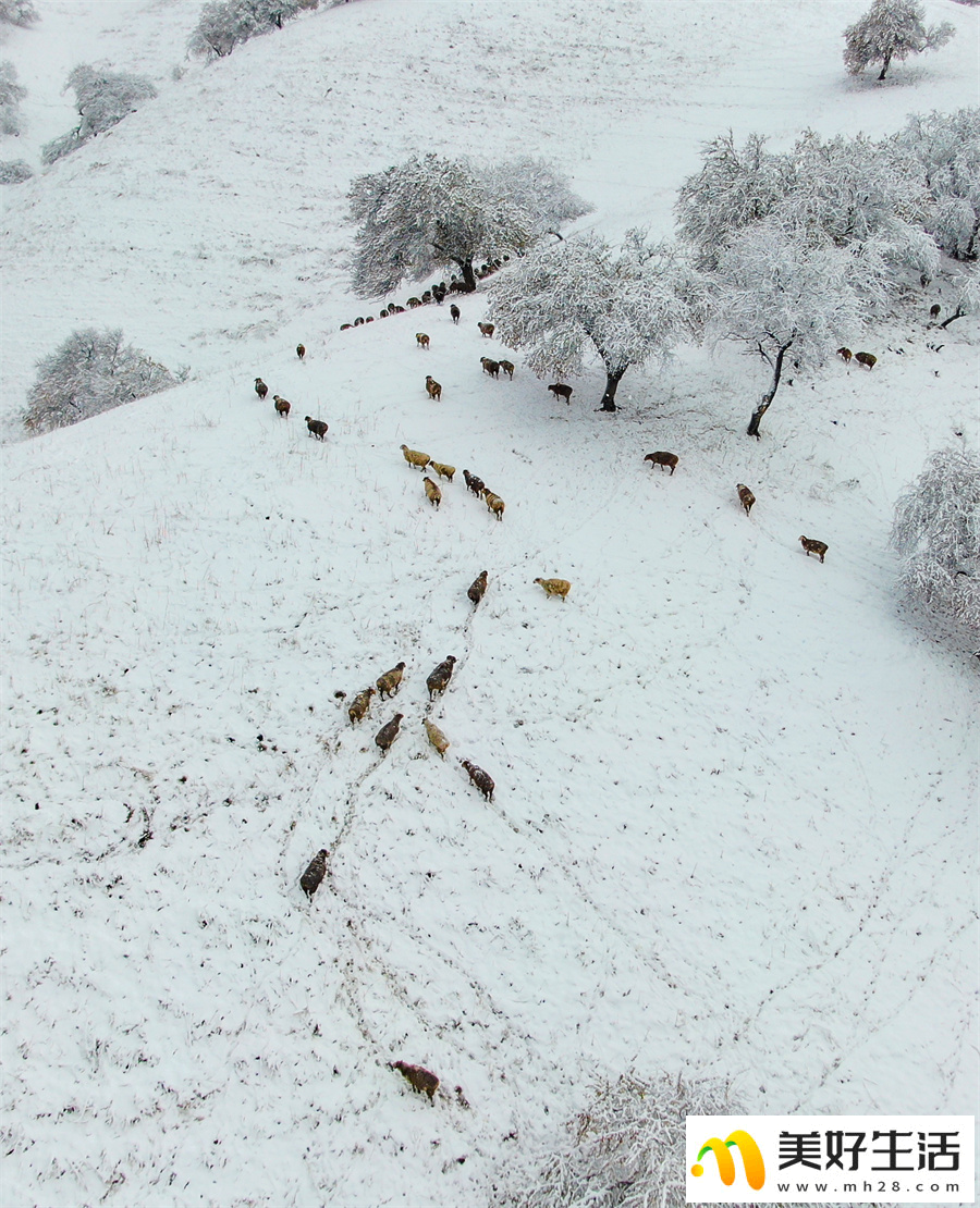 雪落杏花谷 银装素裹山色如幻(图18)