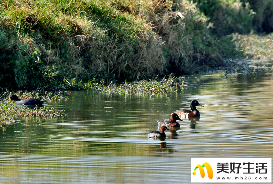 昆明滇池：野鸭悠然越冬(图2)