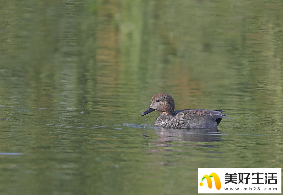 昆明滇池：野鸭悠然越冬(图7)