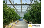 第八届中国—亚欧博览会 霍尔果柿来啦！