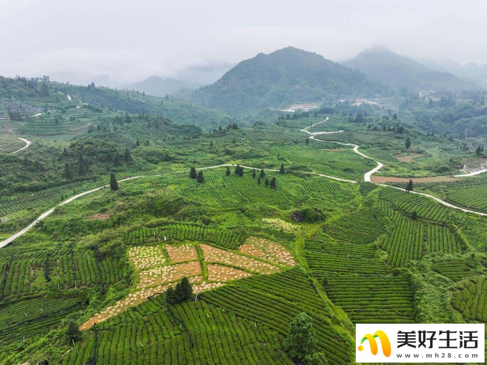 大山深处的“世界抹茶超级工厂”(图2)