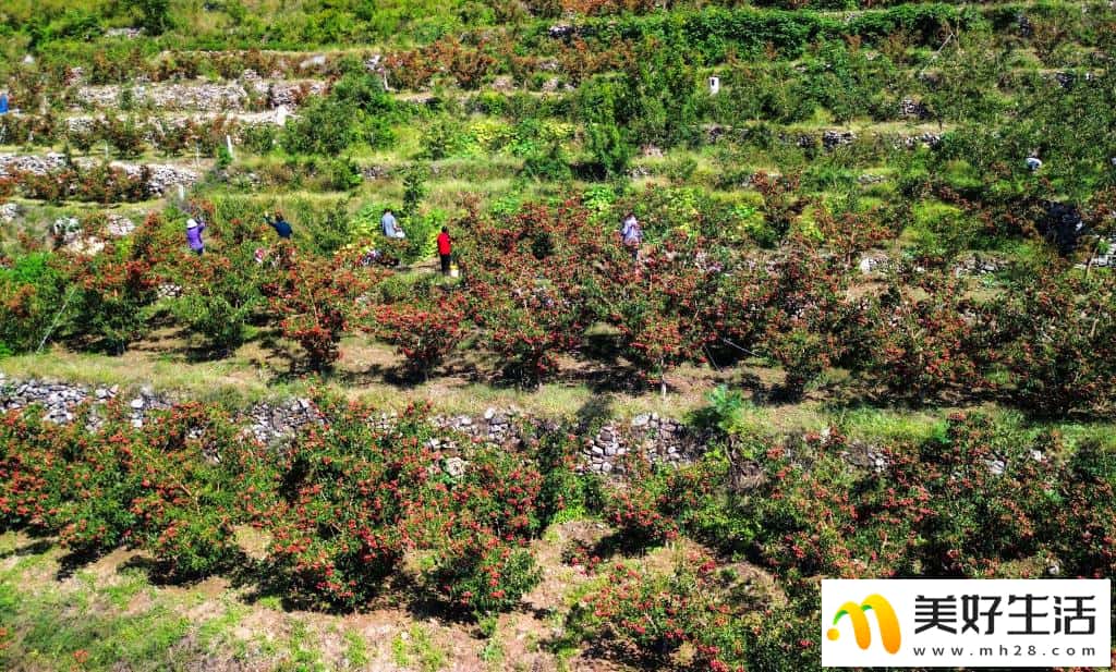 山楂成熟收获忙(图7)
