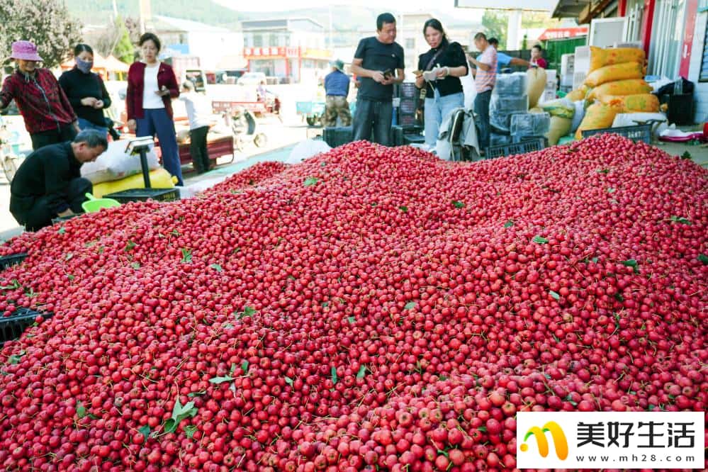 山楂成熟收获忙(图8)
