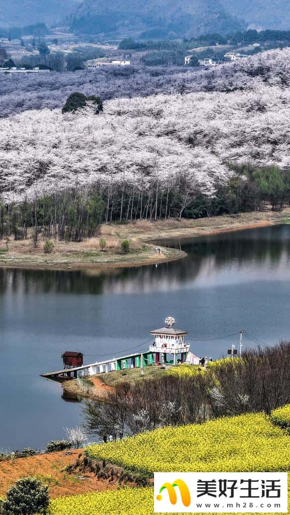 贵州:樱花似海 春满大地(图2) 贵州:樱花似海 春满大地(图2)