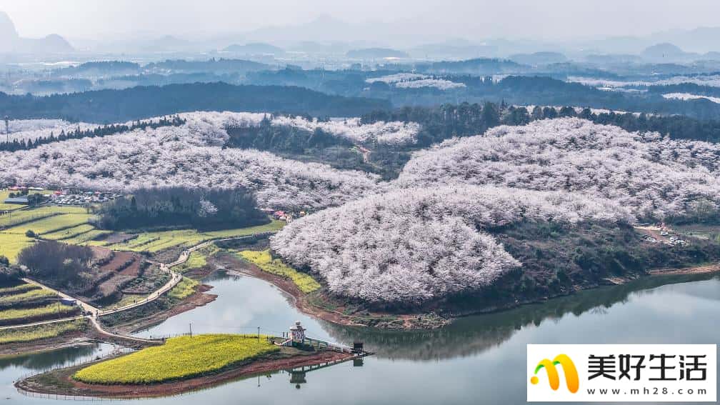 贵州:樱花似海 春满大地(图3) 贵州:樱花似海 春满大地(图3)