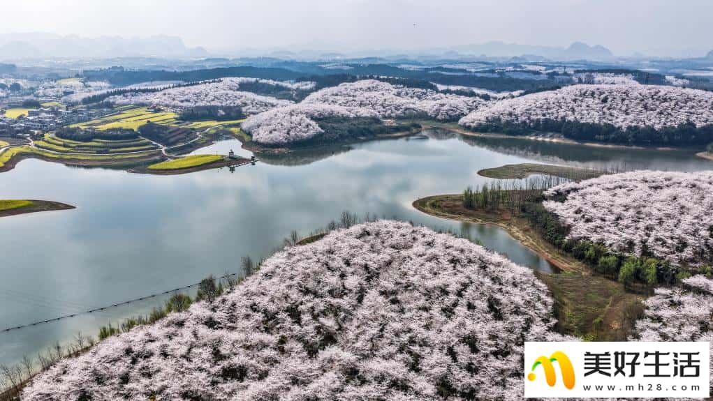 贵州:樱花似海 春满大地(图4) 贵州:樱花似海 春满大地(图4)