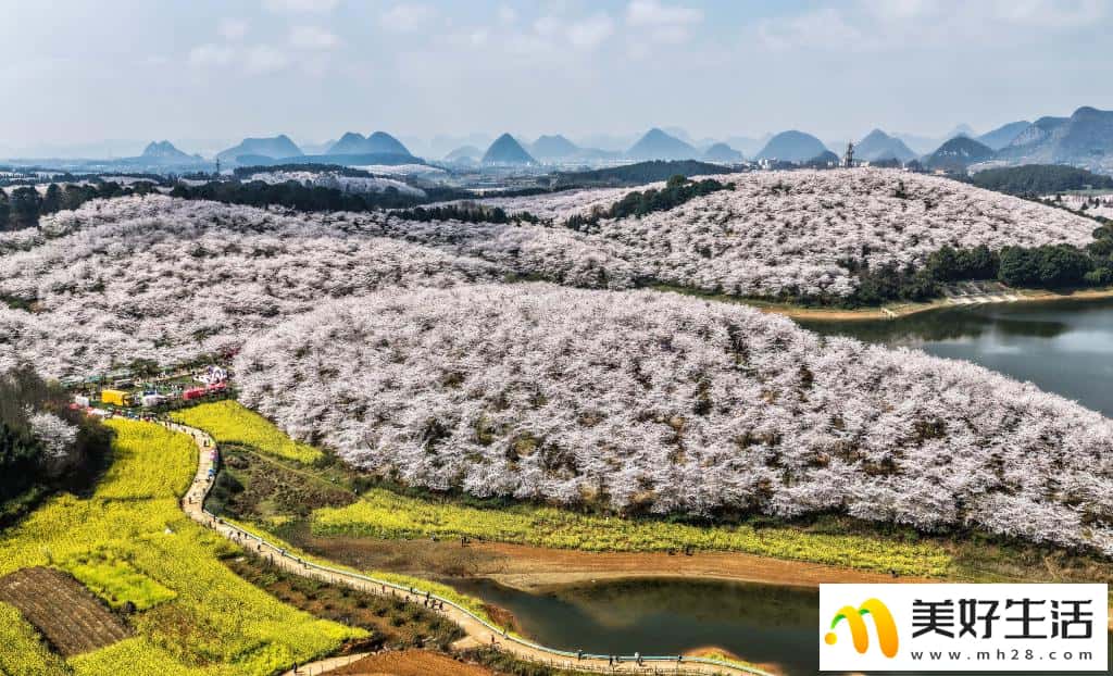 贵州:樱花似海 春满大地(图5) 贵州:樱花似海 春满大地(图5)