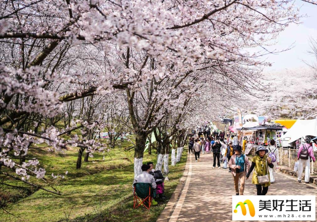 贵州:樱花似海 春满大地(图7) 贵州:樱花似海 春满大地(图7)