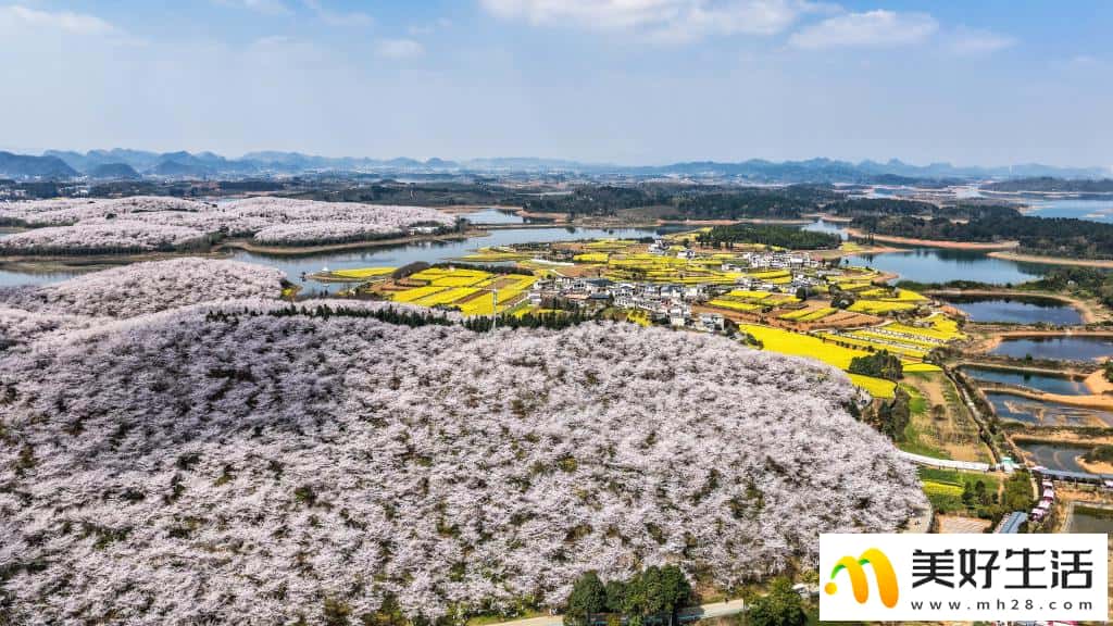 贵州:樱花似海 春满大地(图12) 贵州:樱花似海 春满大地(图12)