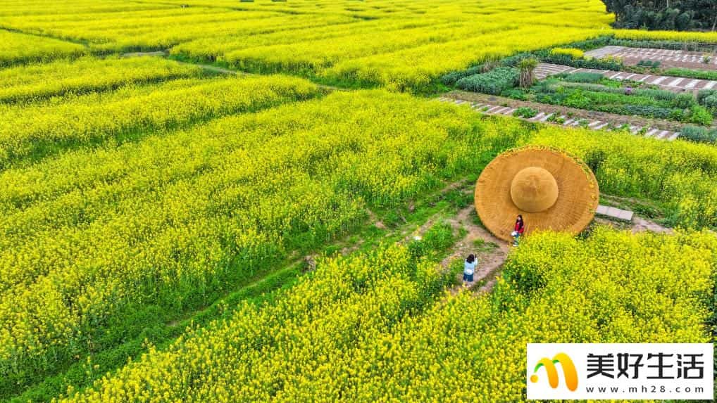 重庆潼南:油菜花开迎客来(图4) 重庆潼南:油菜花开迎客来(图4)