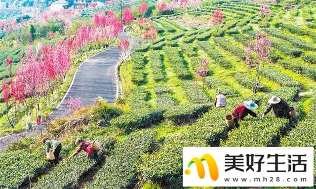 春和景明采茶忙(图1)