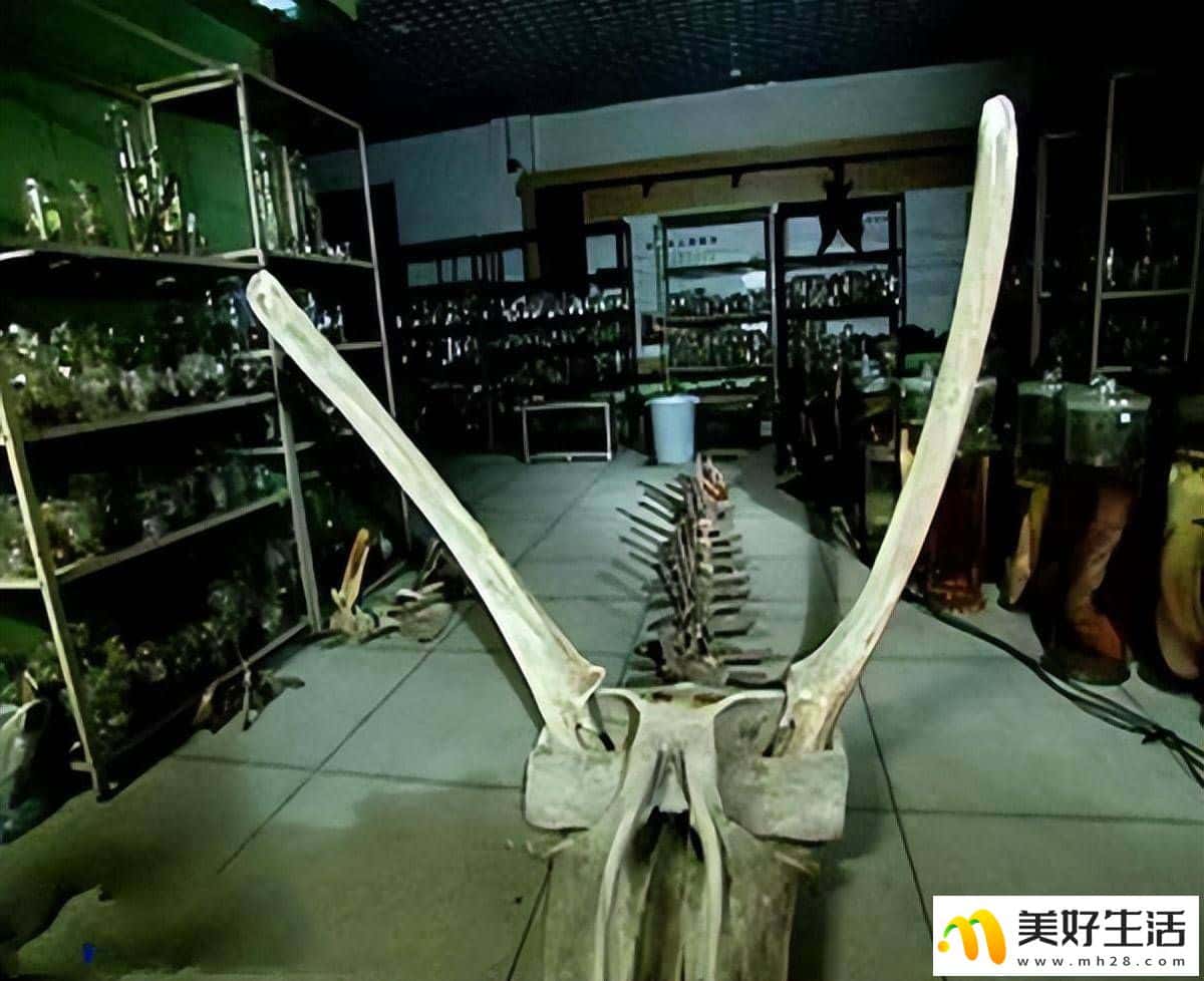 为什么十二生肖里会有龙,难道古时真的有龙吗? (图7) 为什么十二生肖里会有龙,难道古时真的有龙吗? (图7)